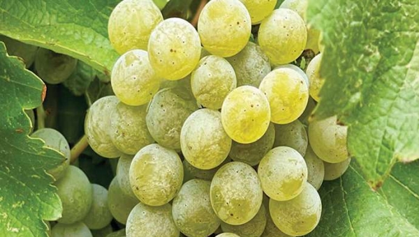 Sauvignon Blanc